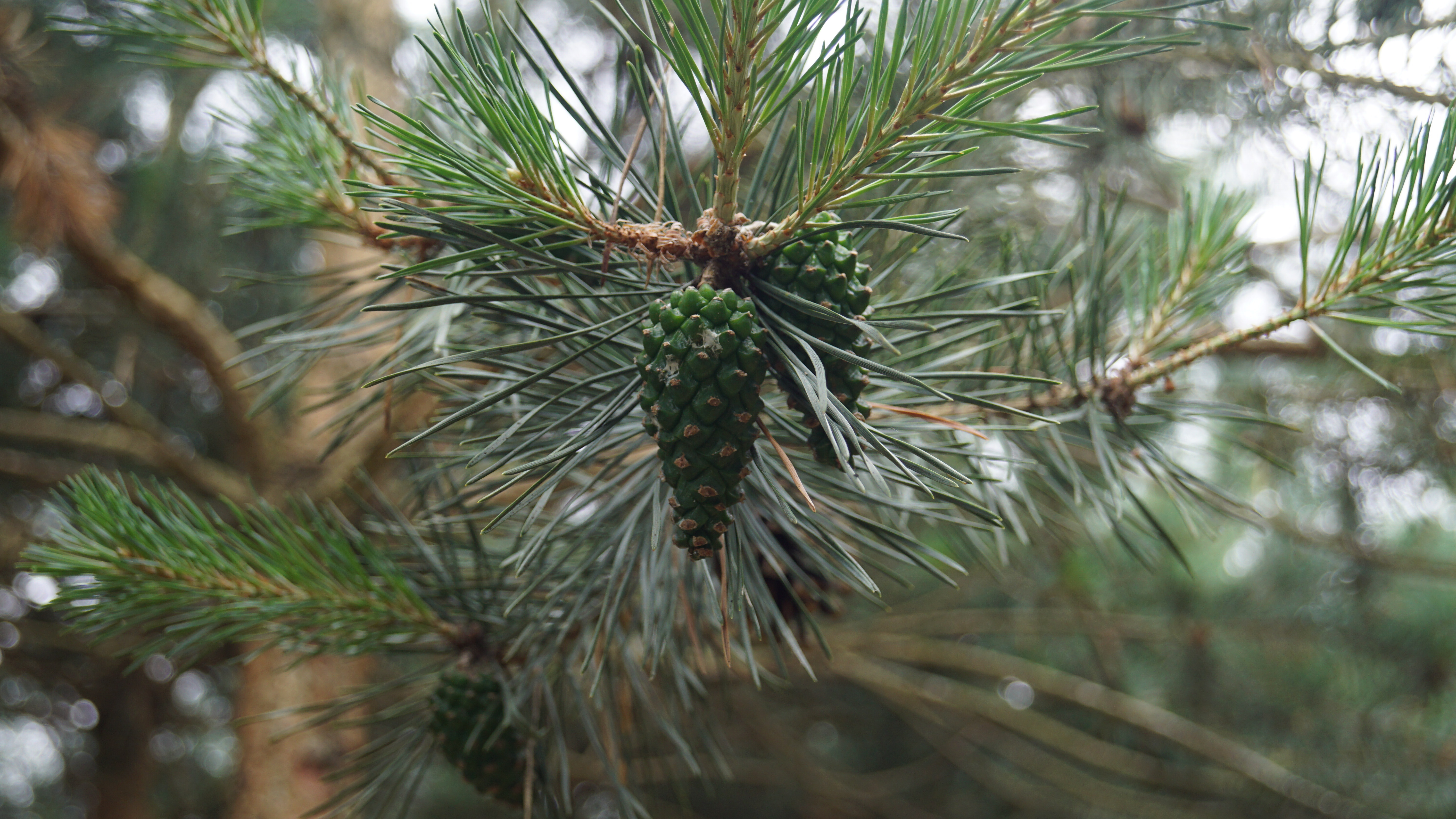 Pinus sylvestris (5)